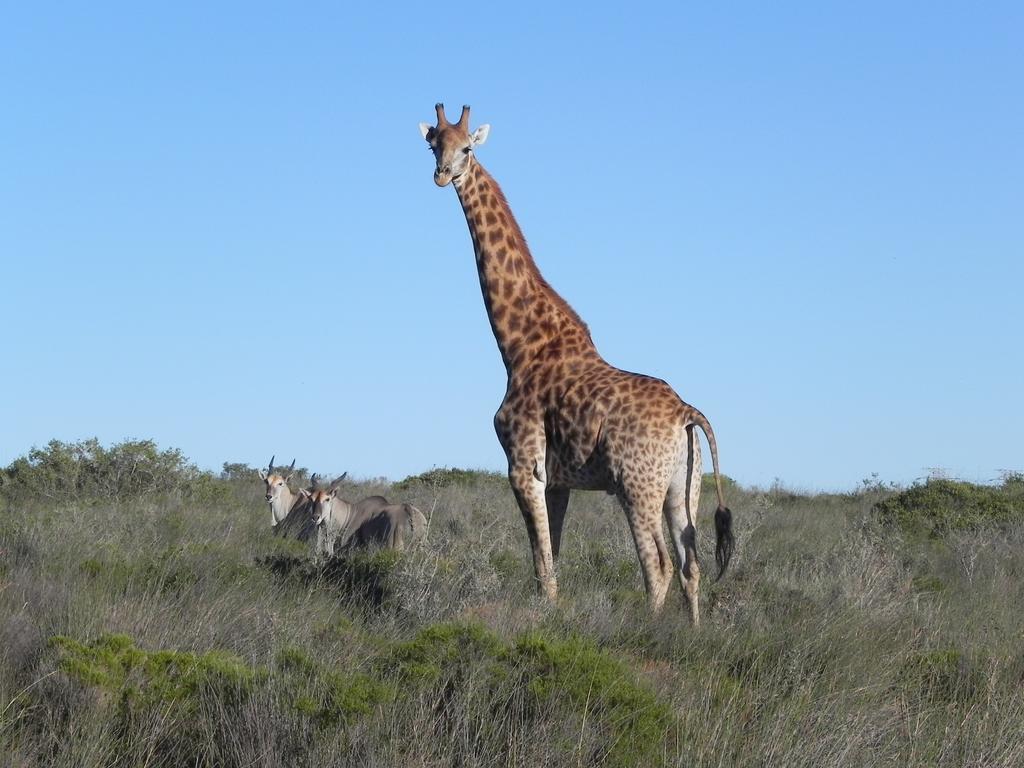 Thali Thali Game Lodge Langebaan Exterior photo