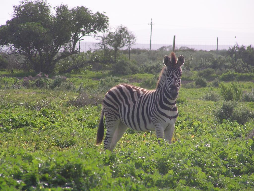 Thali Thali Game Lodge Langebaan Exterior photo