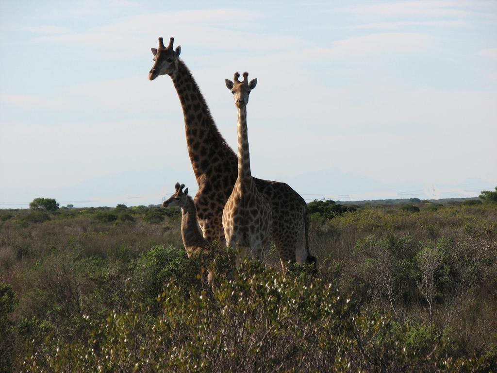 Thali Thali Game Lodge Langebaan Exterior photo